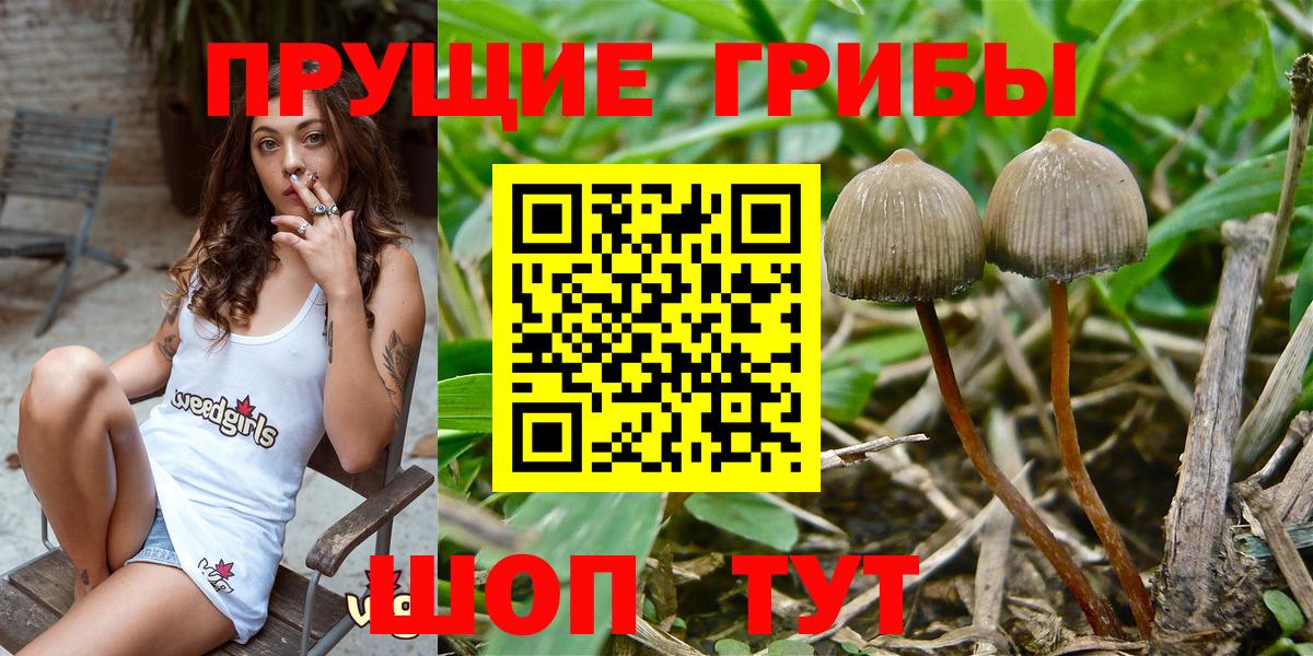 Псилоцибиновые грибы MAGIC MUSHROOMS  Вход с VPN  Псилоцибиновые грибы Psilocybe  Ессентуки 
